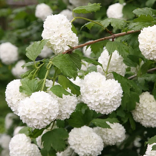 Viburnum opulus Roseum - Gelder Rose - Plant in 2 L Pot