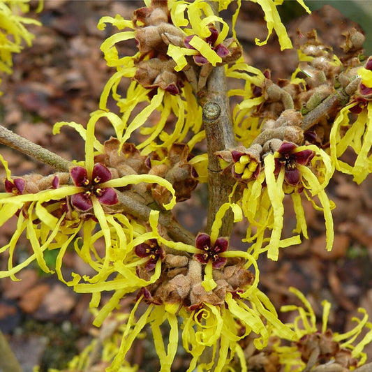 Hamamelis x intermedia Pallida - Witch Hazel Grafted - Plant in 9 cm Pot