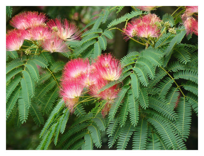 Albizia julibrissin Rosea - Silk Tree - Plant in 2 L Pot