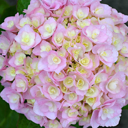 Hydrangea macrophylla Doppio Nuvola - Hydrangea - Plant in 2 L Pot