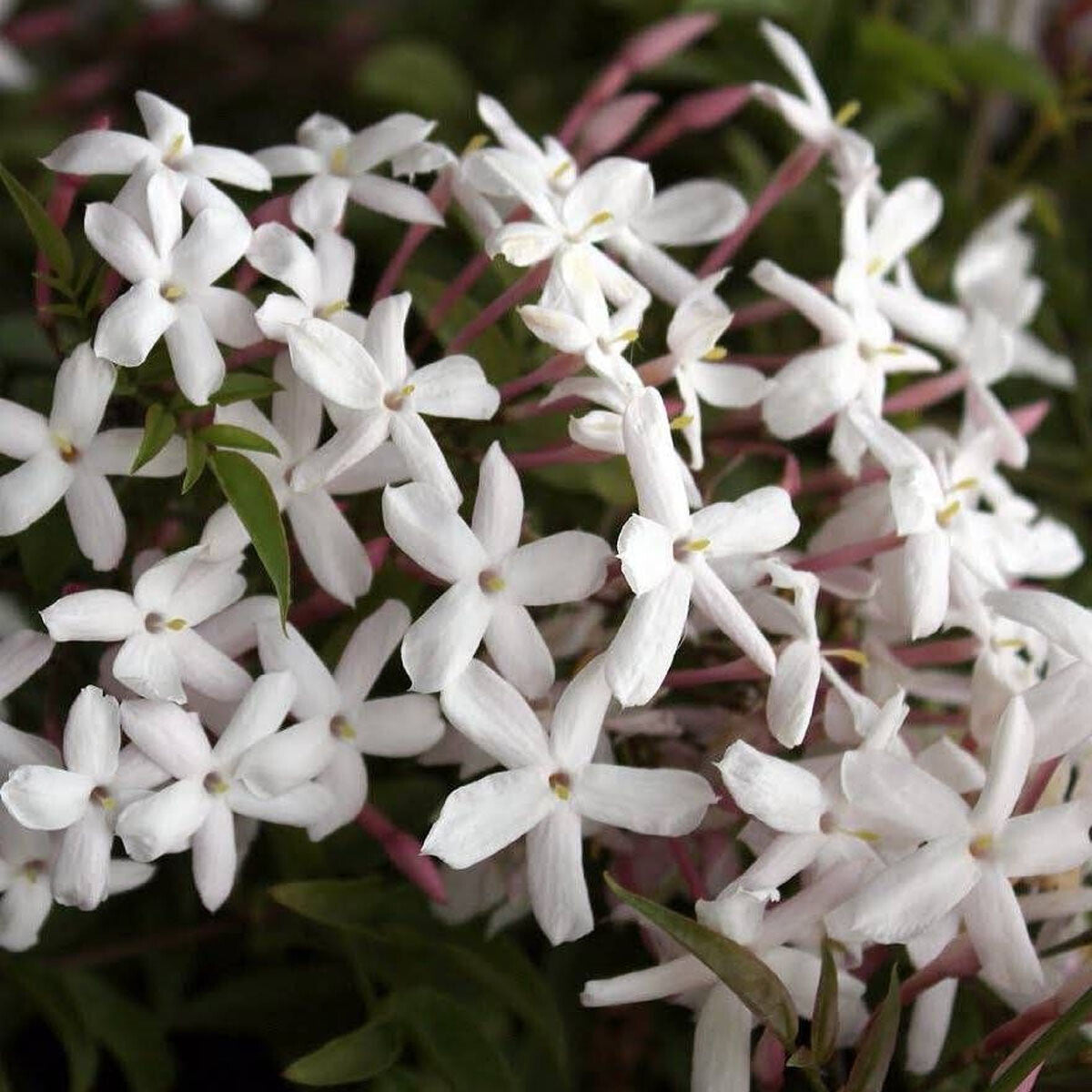 Jasminum polyanthum - Chinese Scented Jasmine, Plant in 9 cm Pot