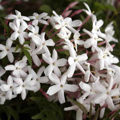 Jasminum polyanthum - Chinese Scented Jasmine, Plant in 9 cm Pot