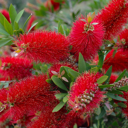 Callistemon citrinus Splendens - Crimson Bottlebrush - Plant in 2 L Pot