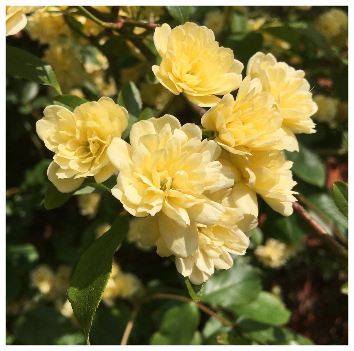 Rosa banksiae Lutea - Lady Banksia Rose - Plant in 5 L Pot