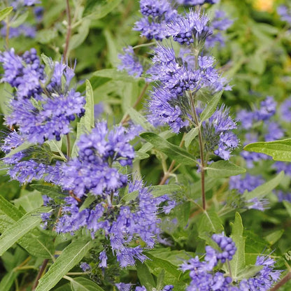 Caryopteris x cland. Heavenly Blue - Bluebeard - Plant in 2 L Pot