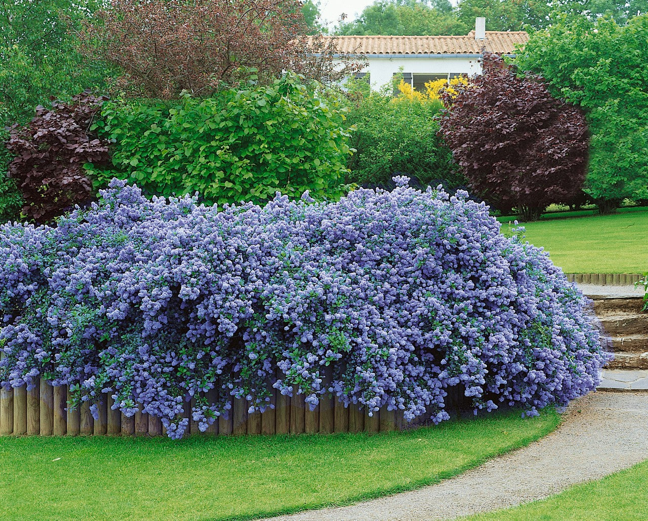 Ceanothus thyrsiflorus var repens - Creeping Blue Blossom - Plant in 2 L Pot