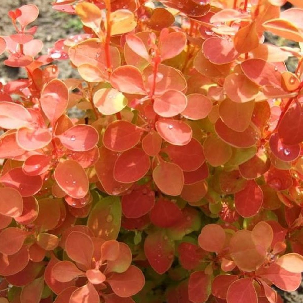 3x Berberis thunbergii Orange Ice - Barberry - 3 x Plants in 2 L Pots