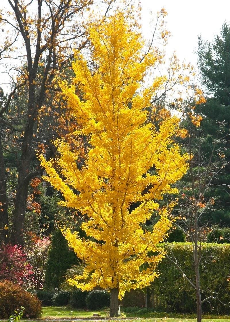 Ginkgo biloba Princeton Sentry - Maidenhair Tree Grafted, Plant in 2 L Pot