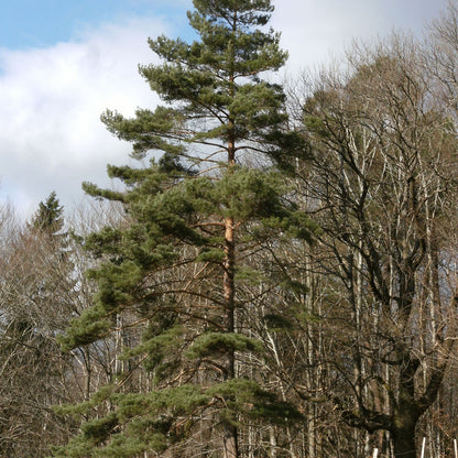 Pinus sylvestris - Scotts Pine - Plant in 2 L Pot
