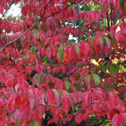 Cornus kousa National - Chinese Dogwood Grafted - Plant in 1 L Pot
