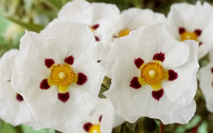 Cistus x purpureus Alan Fradd - Purple Flrd. Rock Rose - Plant in 2 L Pot