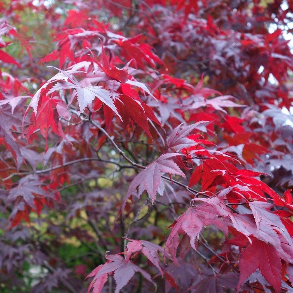 Acer palmatum Atropurpureum - Japanses Maple, Plant in 9cm Pot