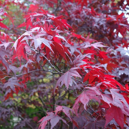 Acer palmatum Atropurpureum - Japanses Maple, Plant in 9cm Pot