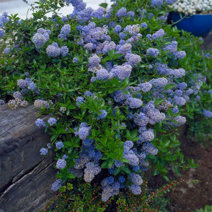 Ceanothus thyrsiflorus var repens - Creeping Blue Blossom - Plant in 2 L Pot