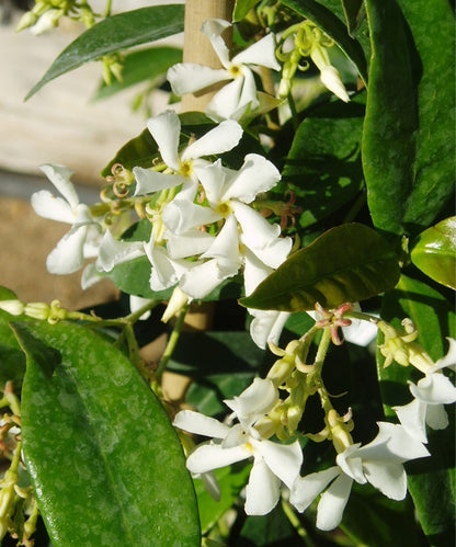3 x Trachelospermum jasminoides - Star Jasmine - Plant in 2 L pot