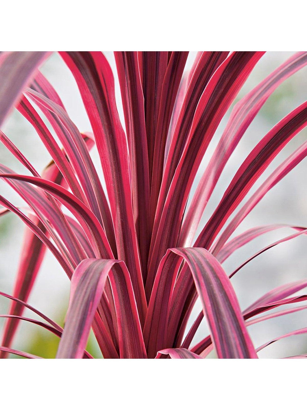 3 x Cordyline aust. Southern Splendour - Pink Cabbage Palm - Plant in 2 L Pot