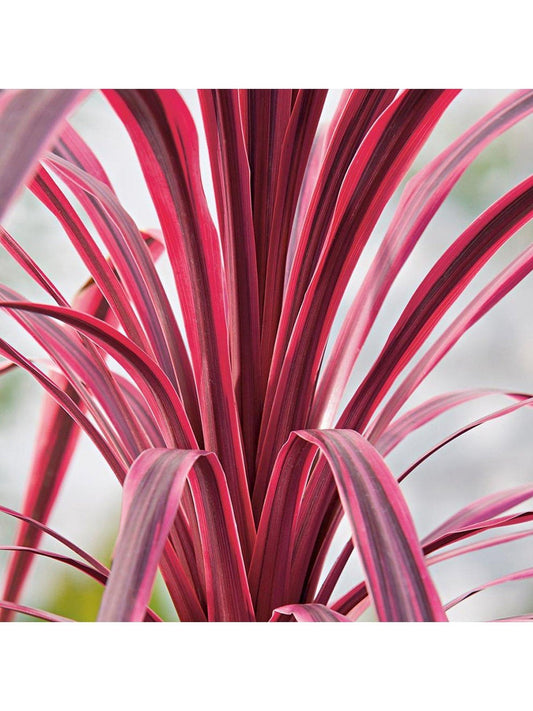 3 x Cordyline aust. Southern Splendour - Pink Cabbage Palm - Plant in 2 L Pot