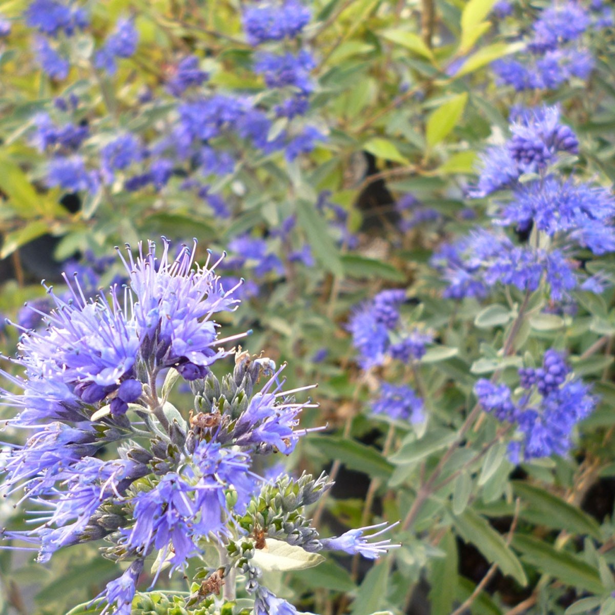 Caryopteris x clandonensis Kew Blue - Bluebeard - Plant in 2 L Pot