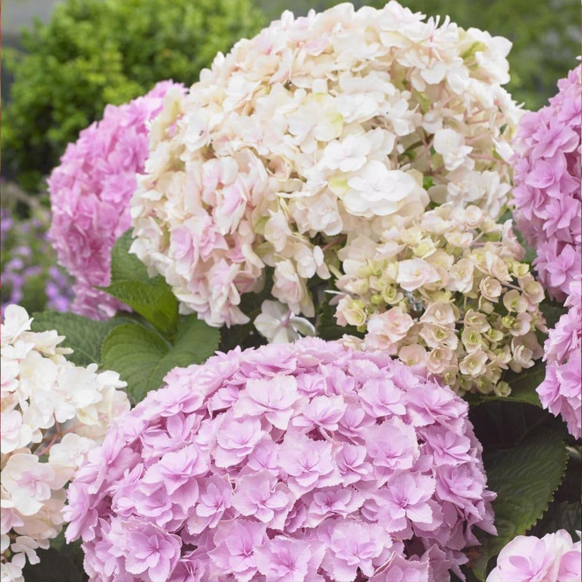 Hydrangea macrophylla Doppio Nuvola - Hydrangea - Plant in 2 L Pot