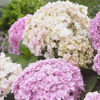 Hydrangea macrophylla Doppio Nuvola - Hydrangea - Plant in 2 L Pot