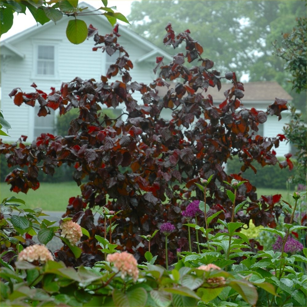 Corylus avellana Red Majestic - Purple Hazel, Grafted - Plant in 9 cm Pot