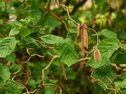 Corylus avellana Contorta - Corkscrew Hazel, Grafted Plant in 9 cm Pot