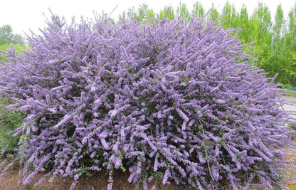 Ceanothus impressus Victoria - California Lilac - Plant in 9 cm Pot