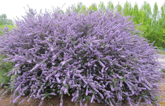 Ceanothus impressus Victoria - California Lilac - Plant in 9 cm Pot