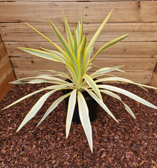 Yucca gloriosa Citrus Twist - Spanish Dagger - Plant in 5 L Pot
