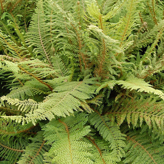 Polystichum setiferum Herrenhausen - Soft Shield Fern - Plant in 2 L Pot
