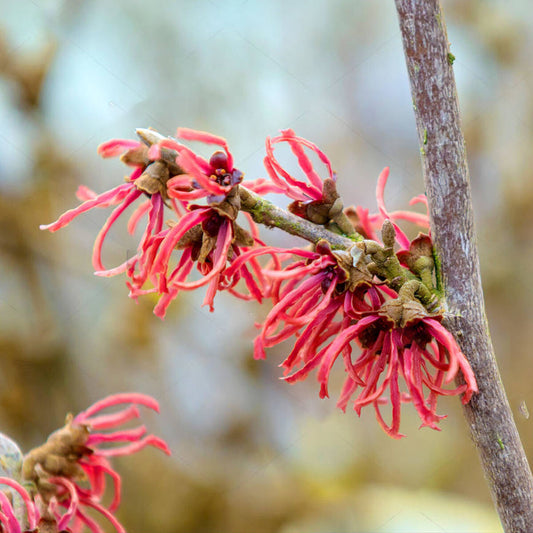 Hamamelis x intermedia Ruby Glow - Witch Hazel Grafted - Plant in 9 cm Pot