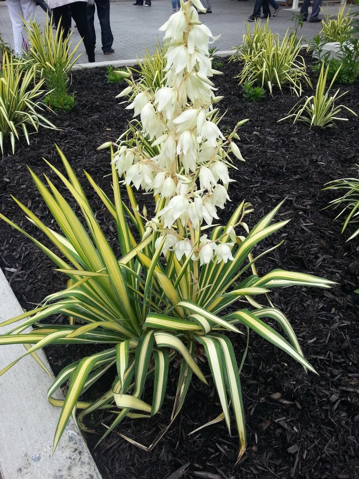 Yucca filamentosa Color Guard - Adam's Needle - Plant in 2 L Pot