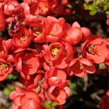 Chaenomeles x sup Orange Beauty - Ornamental Quince - Plant in 2 L Pot