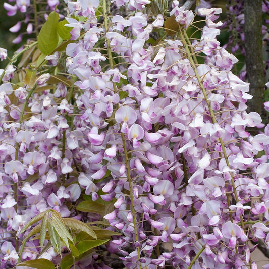 Wisteria floribunda Pink Ice - Grafted Plant in 9 cm Pot