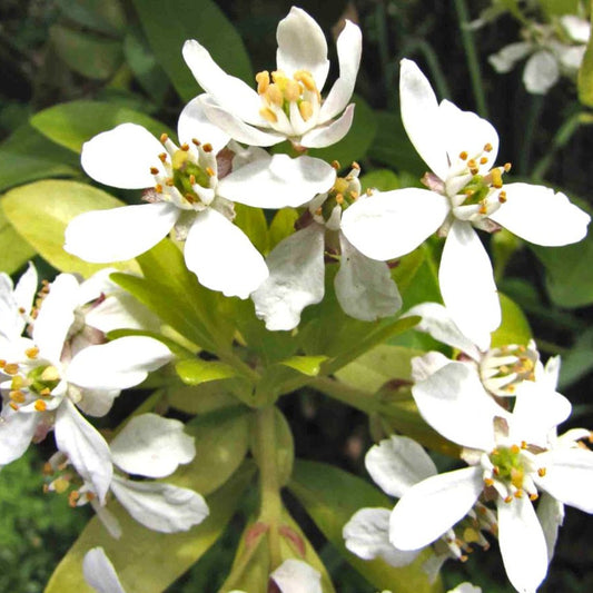Choisya ternata Sundance - Mexican Orange - Plant in 2 L Pot