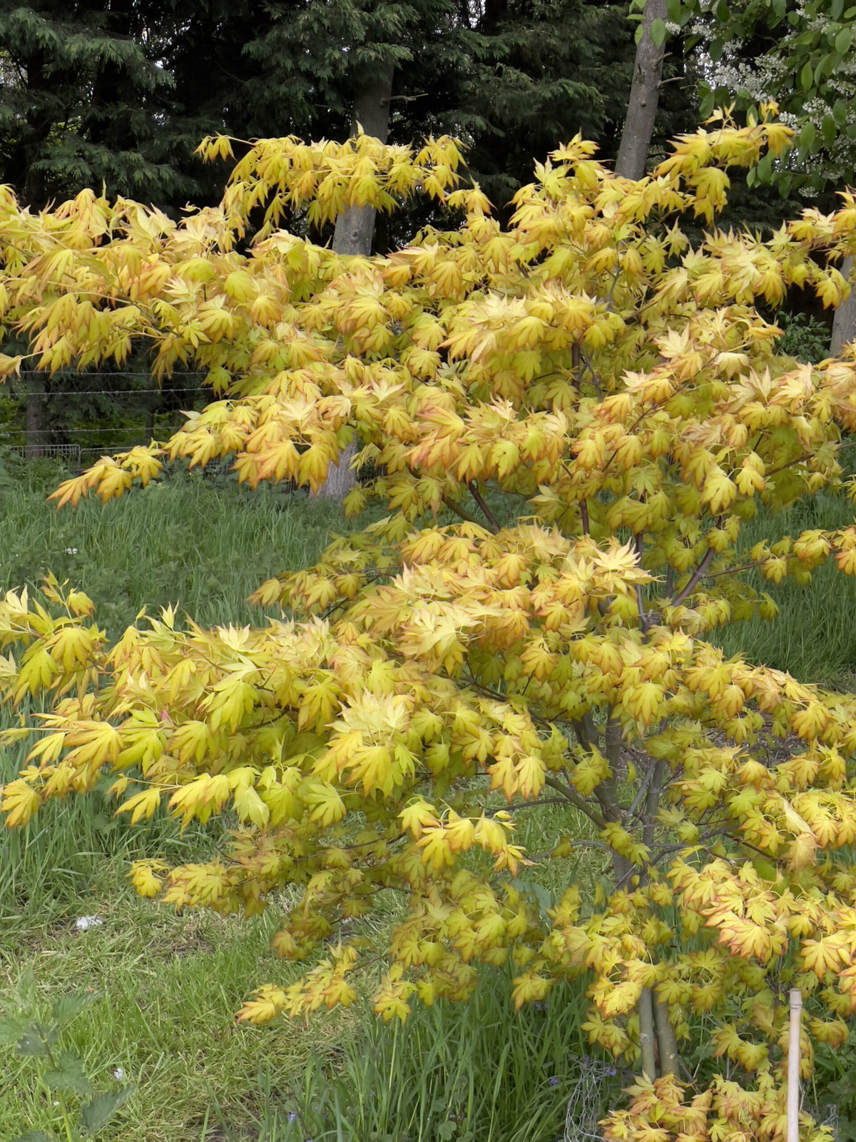 Acer palmatum Orange Dream - Japanese Maple - Grafted Plant in 9 cm Pot
