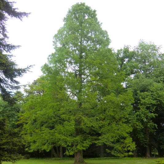 Metasequoia glyptostroboides - Dawn Redwood - Plant in 9 cm Pot