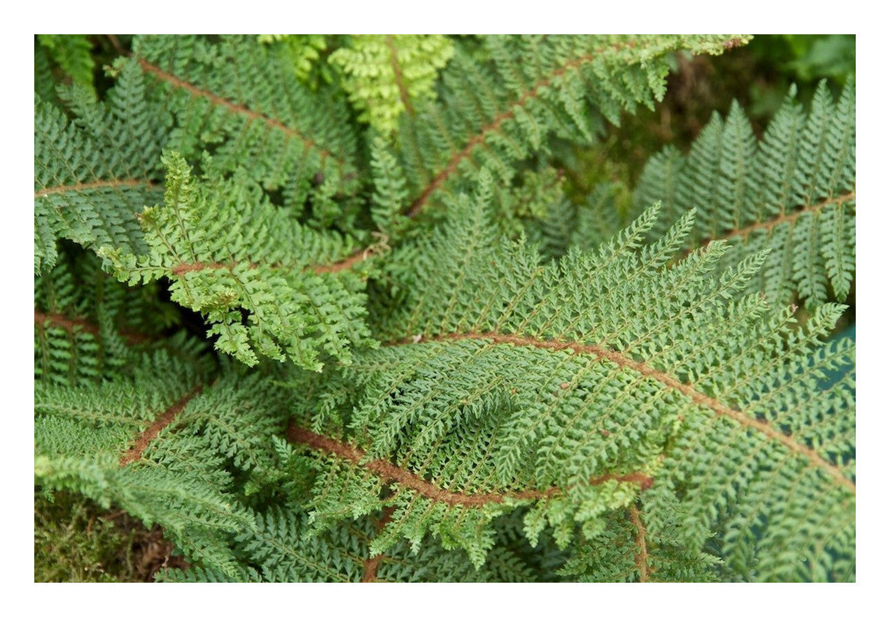 Polystichum setiferum Herrenhausen - Soft Shield Fern - Plant in 2 L Pot