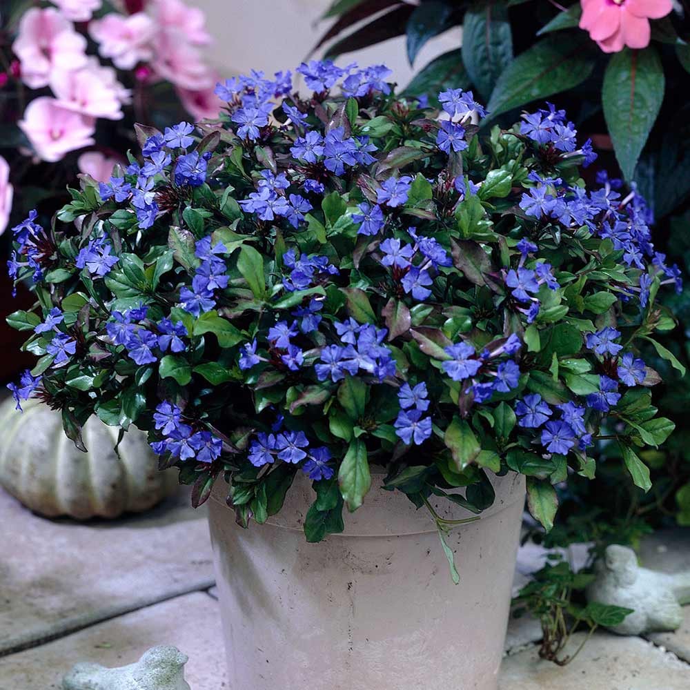Ceratostigma plumbaginoides - Hardy Plumbago - Plant in 2 L Pot