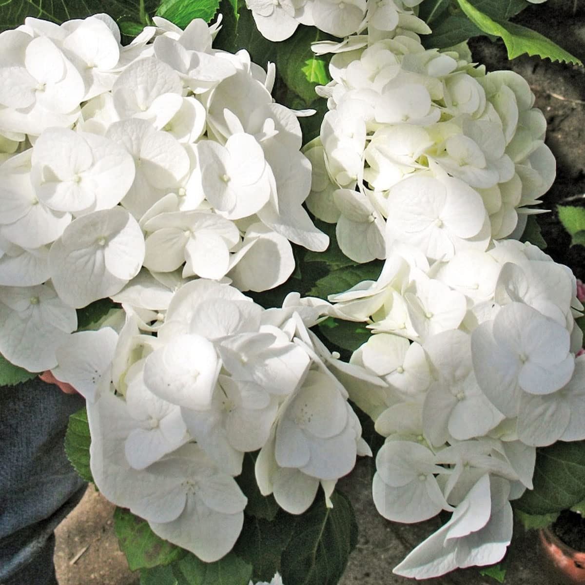 Hydrangea macrophylla Shakira - Hydrangea - Plant in 10.5 cm Pot