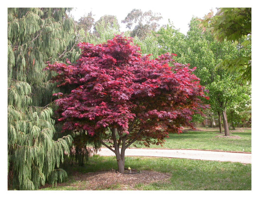Acer palmatum Atropurpureum - Japanses Maple, Plant in 9cm Pot