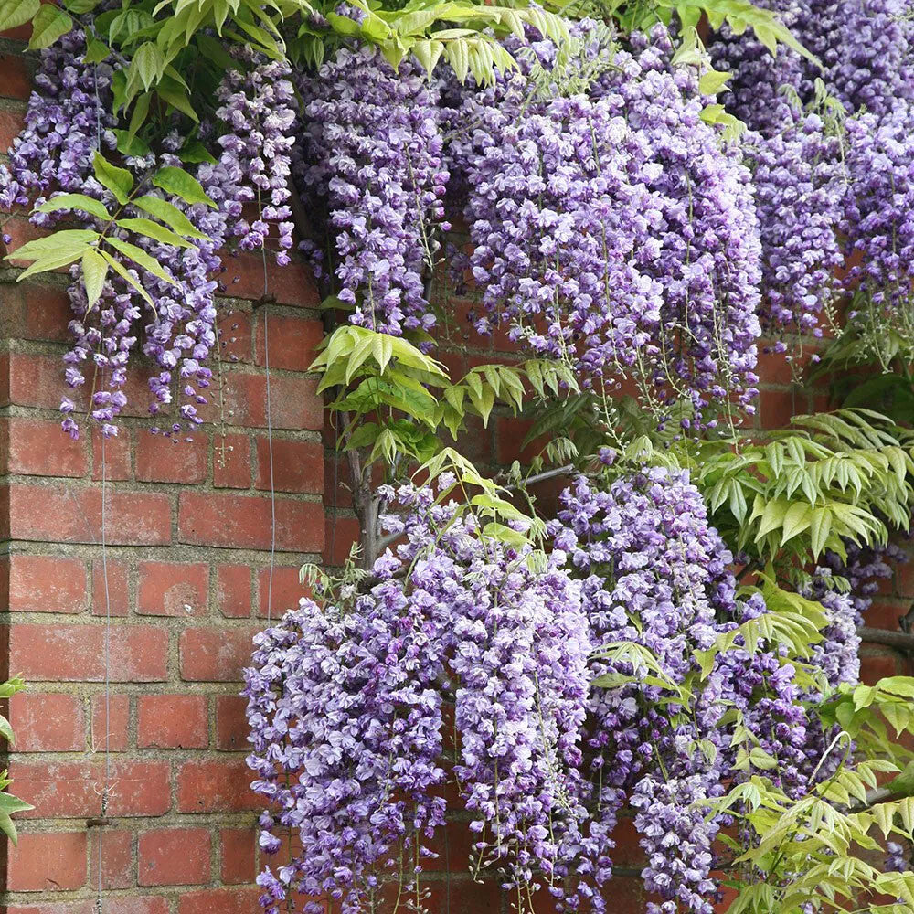 Wisteria floribunda Black Dragon - Japanese Wisteria - Grafted Plant in 9cm Pot