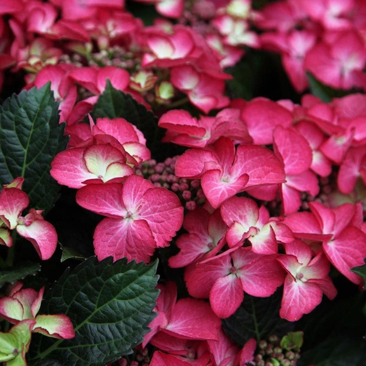 Hydrangea macrophylla Dark Angel - Hydrangea - Plant in 10.5 cm Pot