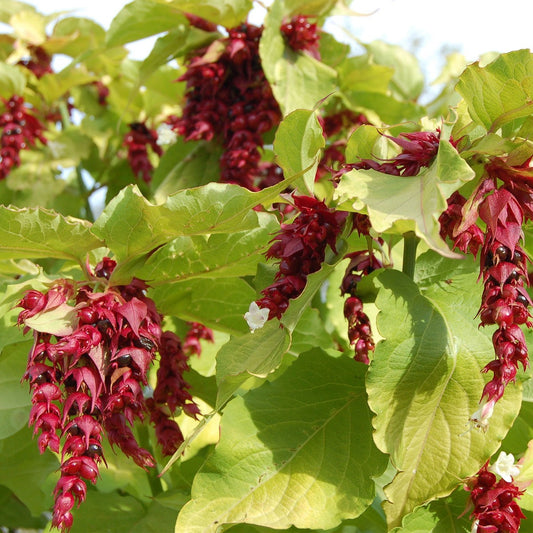 Leycesteria formosa Golden Lanterns - Himalayan Honeysuckle, Plant in 2 L Pot
