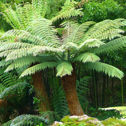 Dicksonia antarctica - Tree Fern - Plant in 9 cm Pot