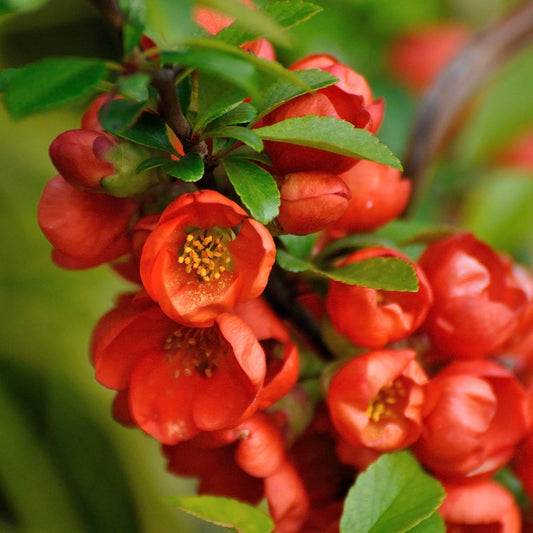 Chaenomeles x sup Orange Beauty - Ornamental Quince - Plant in 2 L Pot