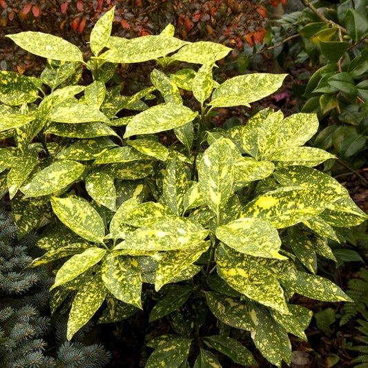 Aucuba japonica Crotonifolia  - Spotted Laurel - Plant in 9cm Pot