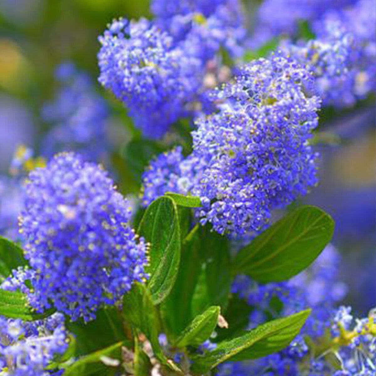 Ceanothus impressus Victoria - California Lilac - Plant in 9 cm Pot