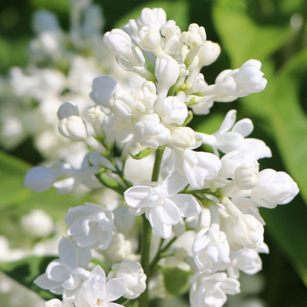 Syringa vulgaris Madame Lemoine - Lilac, Plant in 9 cm pot