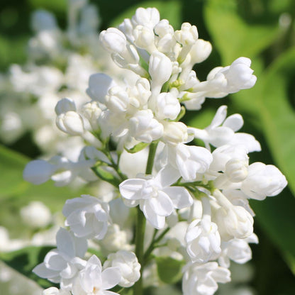 Syringa vulgaris Madame Lemoine - Lilac, Plant in 9 cm pot